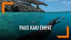 Ilmuwan menemukan fosil paus amfibi berkaki empat di pantai selatan Peru. Penemuan ini membuka tabir bentuk paus sebelum berevolusi seperti sekarang.