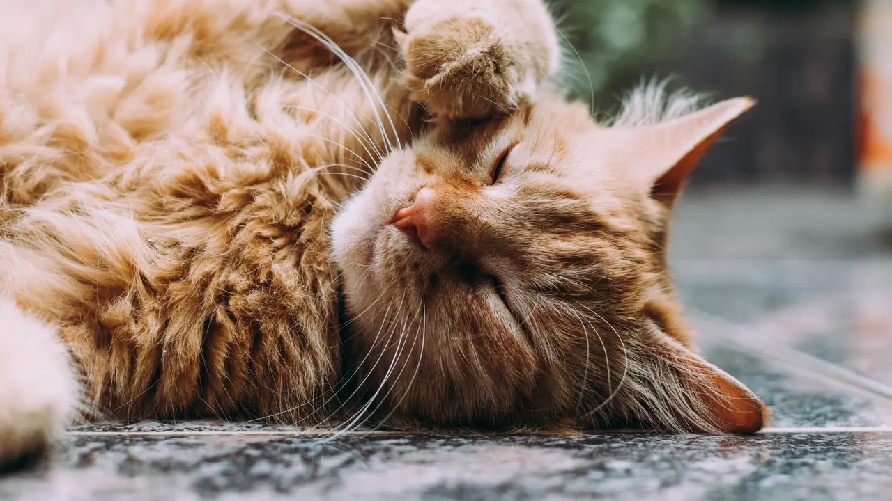 Kucing menemani anak autisme. Photo by Michael Sum on Unsplash