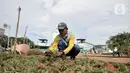 Pekerja menanam rumput saat menyelesaikan proyek revitalisasi Taman Danau Sunter, Jakarta, Senin (9/3/2020). Revitalisasi ini untuk mengubah lahan kosong sekitar Danau Sunter menjadi area pembibitan tanaman, taman interaktif warga, dan destinasi wisata air terpadu. (merdeka.com/Iqbal Nugroho)