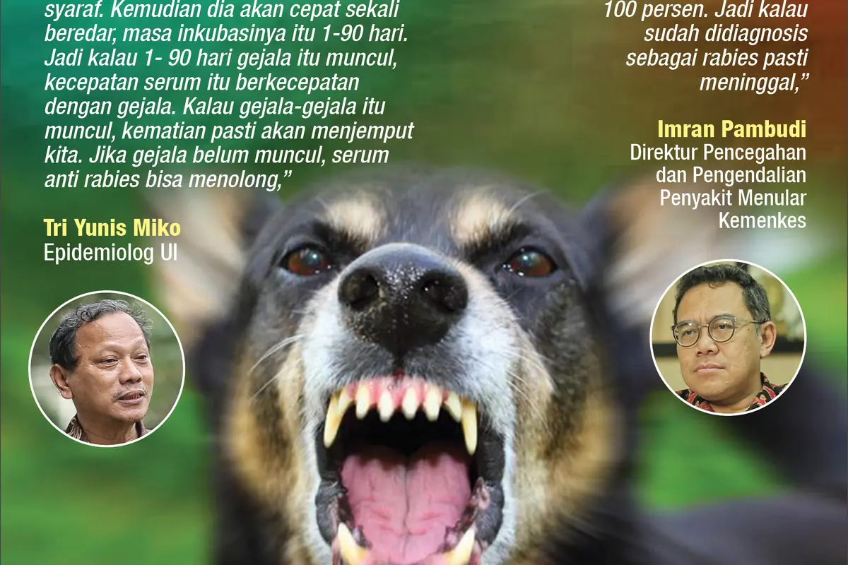 infografis rabies