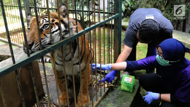Eva Harimau Sumatera di Tempat Penampungan Sementara