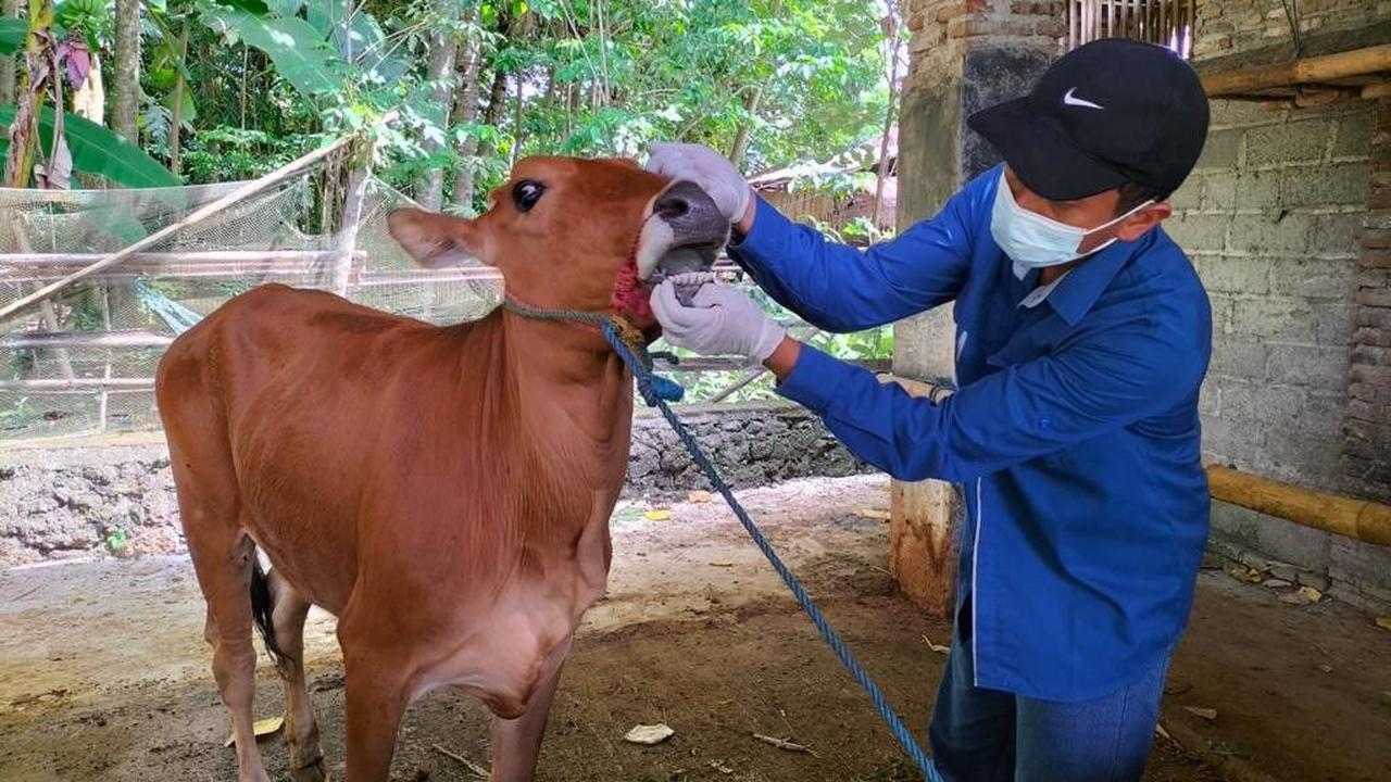 Semen Indonesia Bagikan 331 Ekor Hewan Kurban di idul Adha 2024