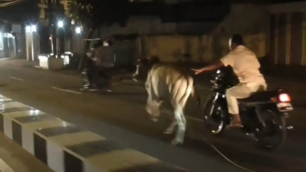Warga Kejar Sapi Mengamuk Gunakan Sepeda Motor/Reza Efendi
