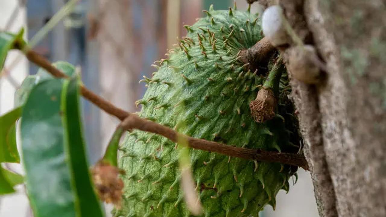 Manfaat Rebusan Daun Sirsak, Solusi Herbal Alami untuk Penyakit Hipertensi dan Diabetes