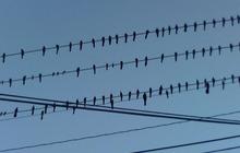 Kenapa Burung yang Hinggap di Kabel Listrik Tidak Tersetrum? Ini Alasannya