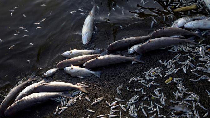 Ribuan ikan mati membusuk di tepi Laguna Rodrigo de Freitas, Rio de Janeiro, Brasil, Jumat (21/12). Laguna itu menjadi tuan rumah bagi beberapa acara selama pertandingan Olimpiade 2016 dan merupakan daya tarik wisata. (AP/Silvia Izquierdo)