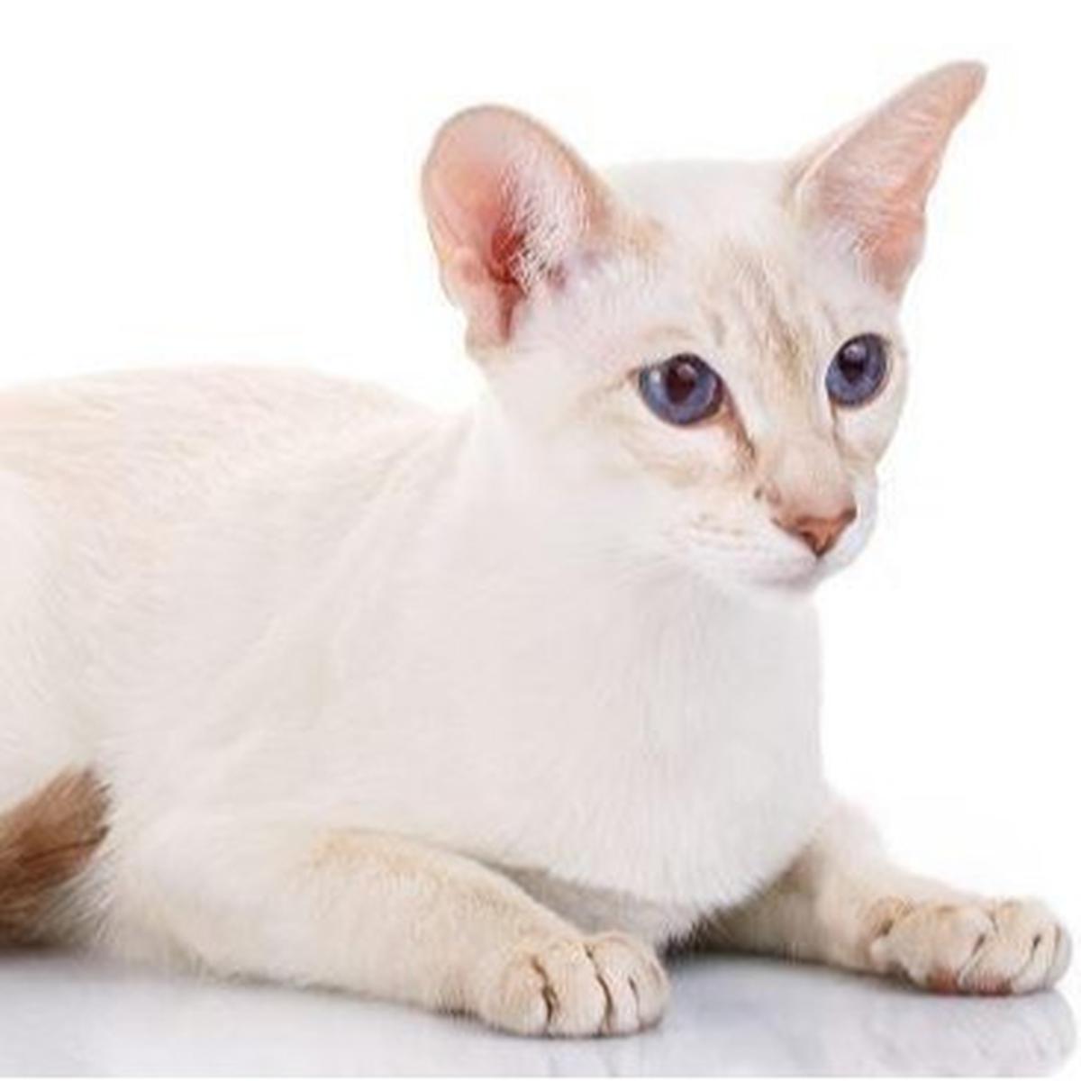 Ilustrasi Warna Kucing Langka