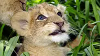 Chinese Restaurant Sparks Controversy with Lunch with Lion Cubs