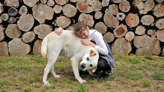 Anjing Ras Kecil dan Jinak