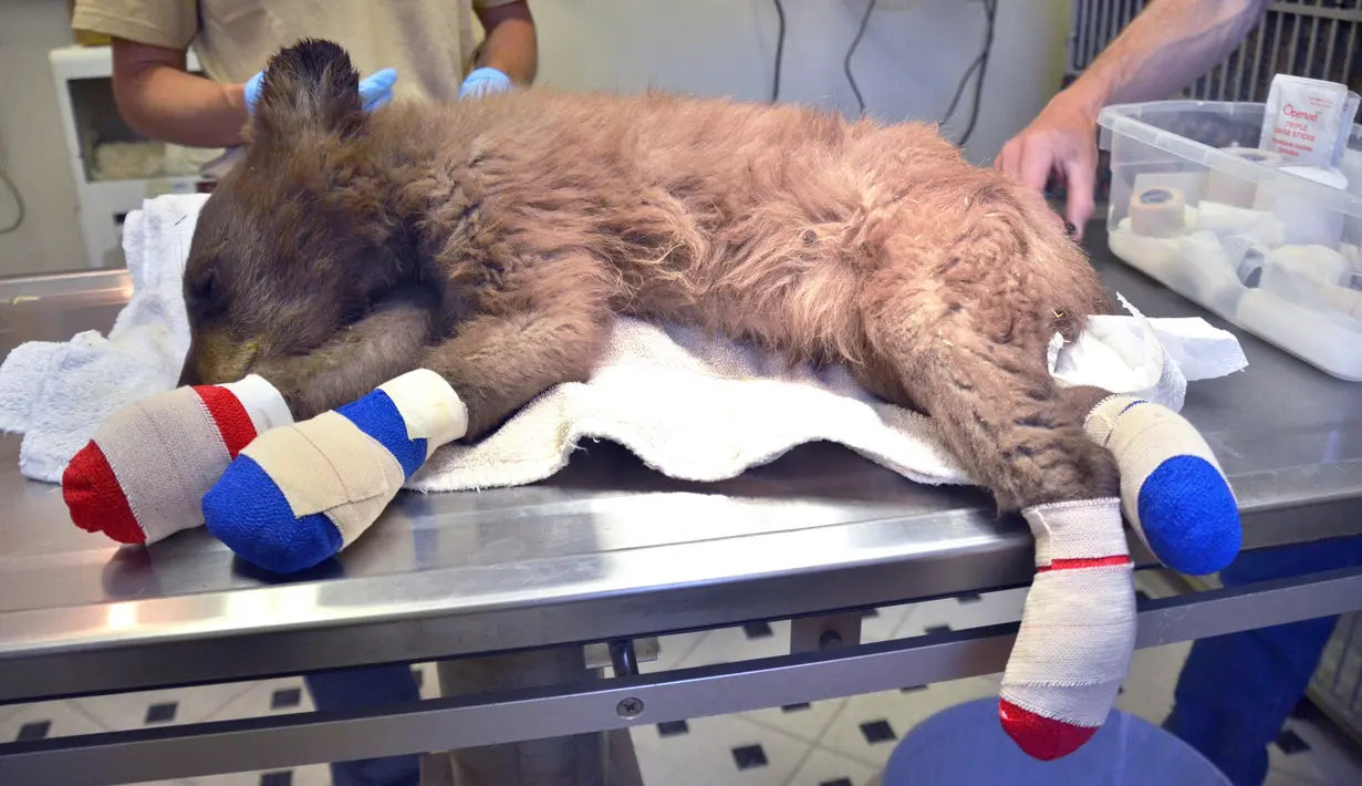 Bayi beruang betina terbaring di atas meja di Del Norte, Colorado, Amerika Serikat, Rabu (27/6). Kaki beruang terlihat diperban akibat terbakar saat kebakaran hutan terjadi di Colorado. (Joe Lewandowski/ Colorado Parks and Wildlife via AP)