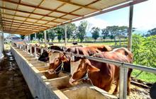 Kementan Dorong Percepatan Pemasukan Sapi Bakalan untuk Jaga Ketersediaan Daging Nasional