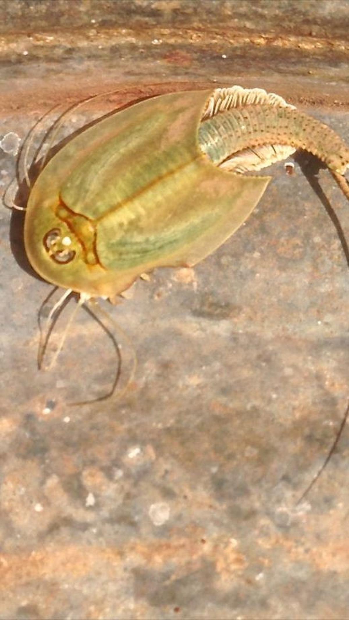 <b>Udang Kecebong: Berusia 200 Juta Tahun</b><br>