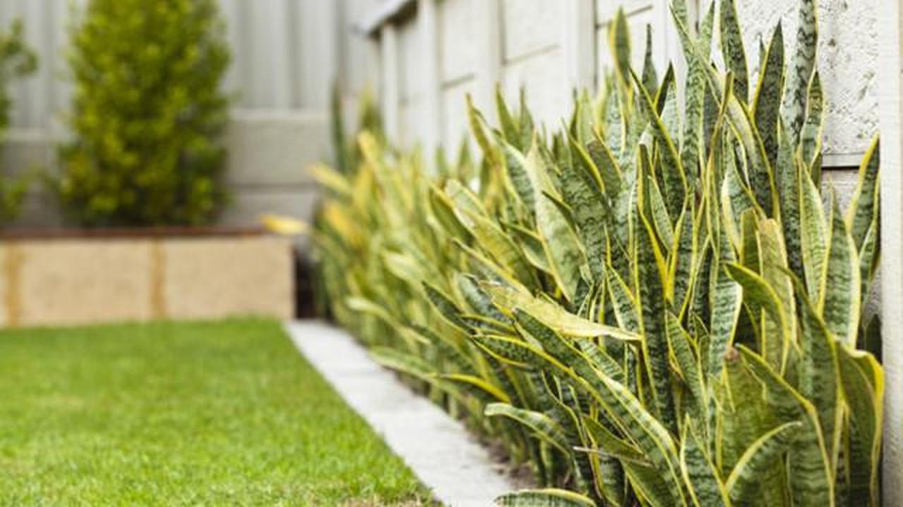 10 Tanaman yang Tidak Disukai Ular Sawah, Bisa Ditanam di Sekitar Rumah