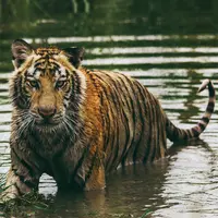 Ilustrasi macan/Copyright unsplash.com/Frida Lannerstr&ouml;m