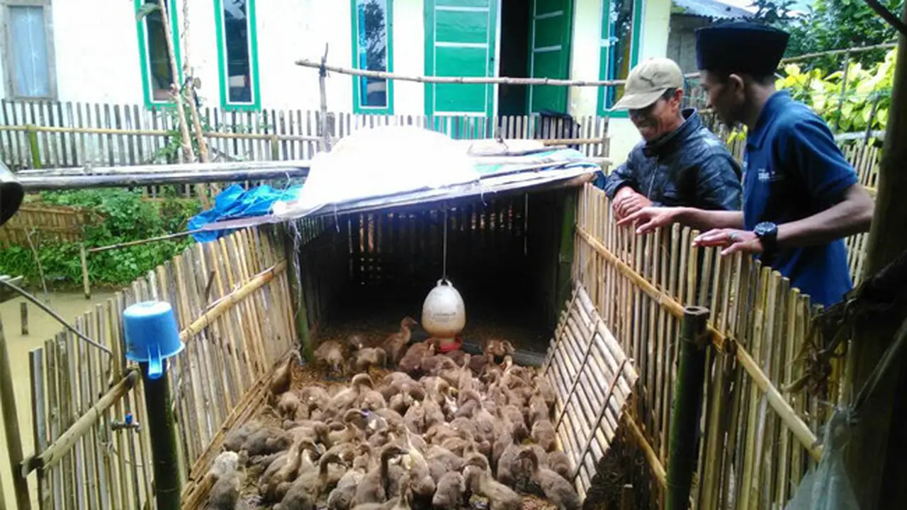 Kisah Sukses Peternak Bebek yang Pernah Terjerat Rentenir
