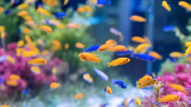 Jenis Ikan Hias Kecil