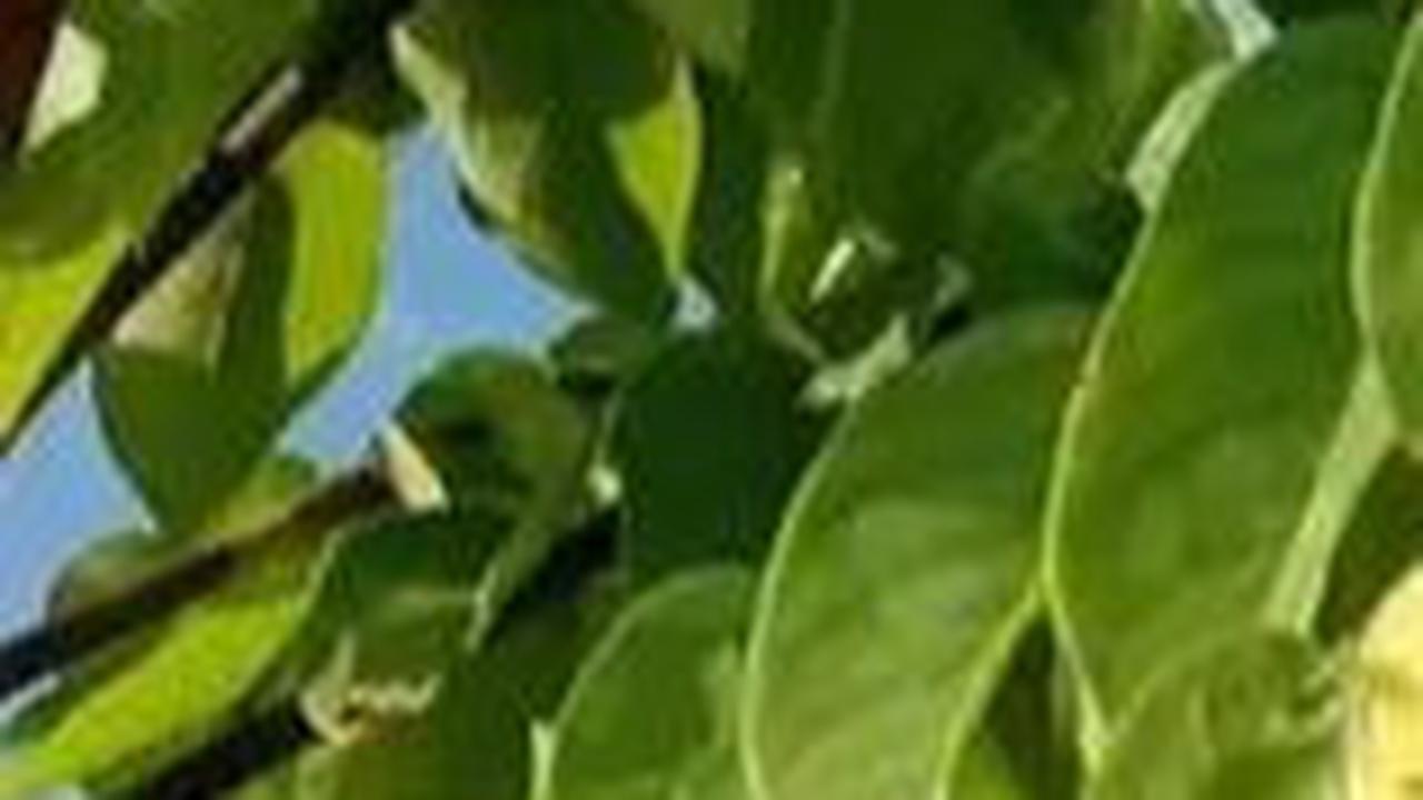 Kesehatan Holistik dengan Daun Belimbing Wuluh