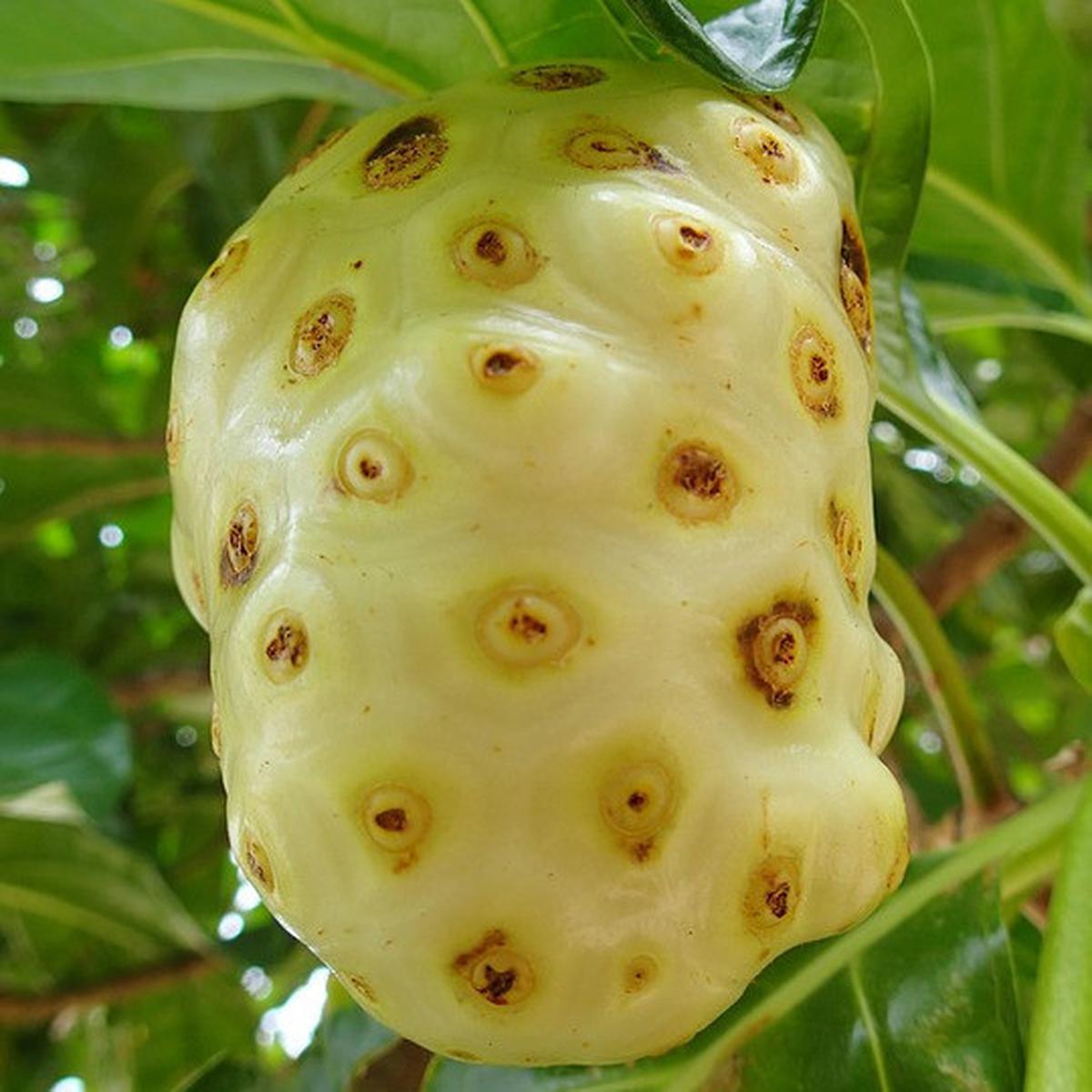 Nutrisi dalam Buah Mengkudu