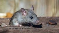 Ilustrasi Tikus/https://unsplash.com/Joshua J. Cotten
