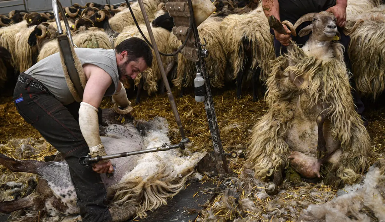 Shearer Juan Ramon mencukur bulu domba di desa kecil Pyrenean, Bizkarreta, Spanyol, Sabtu (29/5/2021). Bulu domba dicukur sebelum musim panas agar tidak merasakan terlalu panas untuk hewan dengan bulu seperti mereka. (AP Photo/Alvaro Barrientos)