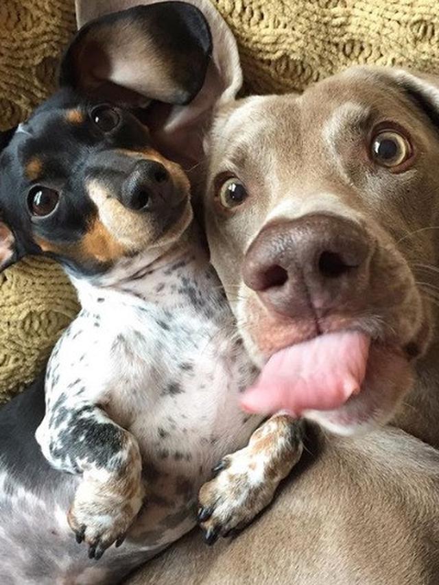 hewan berpose di depan kamera