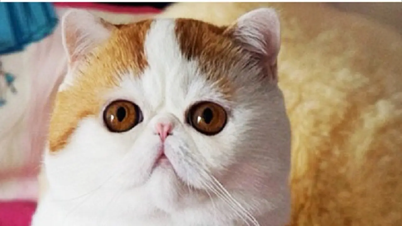 [Bintang] Kucing