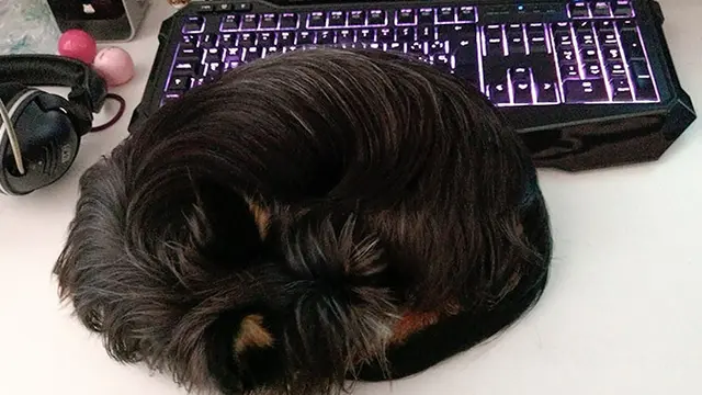 Kocak, 7 Potret Anjing Meniru Tingkah Kucing