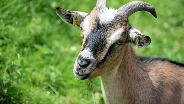 Terjungkal Saat Beradu dengan Kambing, Aksi Remaja Ini Viral