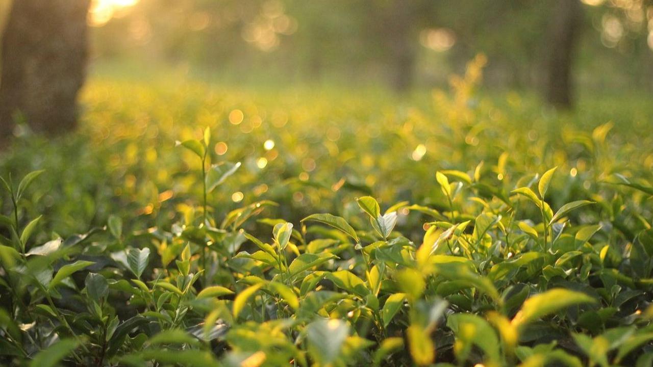 Kebun Teh Sambi