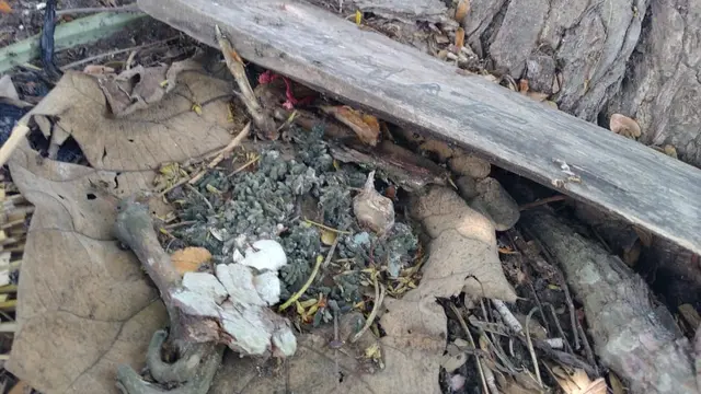 Penampakan Bekas Dupa dan sesaji di Pohon Dekat Sumur Tua Bekas Pengeboran Minyak di Desa Plosorejo, Kecamatan Kunduran, Kabupaten Blora. (liputan6.com/Ahmad Adirin)