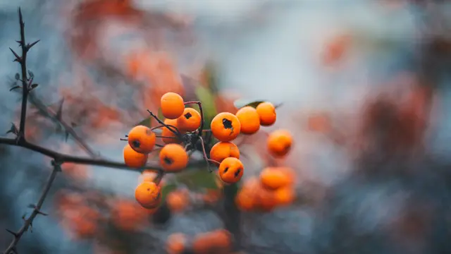 Buah Kesemek