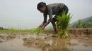 Seorang wanita menanam padi selama Asar Pandra atau hari menanam padi di Distrik Dhading, Nepal, Minggu (30/6/2019). Umat Hindu Nepal menganggap Asar Pandra sebagai hari baik untuk menanam padi. (AP Photo/Niranjan Shrestha)