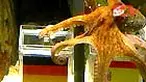 Masih ingat Paul "si gurita sakti"? Kali ini hewan laut tersebut membelot dari negara tempatnya menetap, dengan memilih Spanyol untuk melaju ke partai puncak Piala Dunia 2010. 