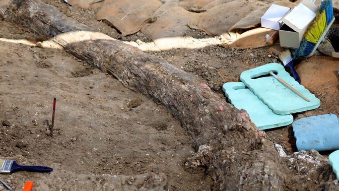 Sebuah gading gajah berusia 500.000 tahun ditemukan di dataran pesisir di Israel selatan, seperti diumumkan Otoritas Kepurbakalaan Israel. (Dok. Israel Antiquities Authority/IAA)