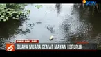 Menurut warga, kebiasaan buaya makan kerupuk itu lantaran pedagang kerupuk keliling kerap membuang kerupuk yang kadaluarsa ke sungai.