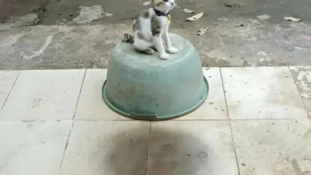 6 Ilusi Optik Kucing Hitam Putih Ini Bikin Kucek Mata, Perlu Lihat Dua Kali