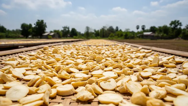 Cara Menyimpan Singkong