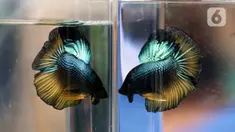 Tampilan salah satu jenis ikan cupang dalam Pameran dan Bazaar Cupang di Pasar Gembrong Baru Cipinang, Jakarta, Jumat (30/10/2020). Ajang yang berlangsung hingga 30 November 2020 itu menampilkan beragam jenis ikan cupang (Betta sp) dengan harga bervariasi. (Liputan6.com/Helmi Fithriansyah)