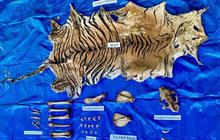 Terungkap! Jaringan Perdagangan Kulit Harimau Sumatera Terancam Punah, Polda Aceh Tangkap Pelaku SB
