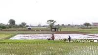 Petani menanam padi di persawahan di kawasan Tangerang, Kamis (3/12/2020). Kementerian Pertanian menargetkan pada musim tanam pertama 2020-2021 penanaman padi mencapai seluas 8,2 juta hektare menghasilkan 20 juta ton beras. (Liputan6.com/Angga Yuniar)