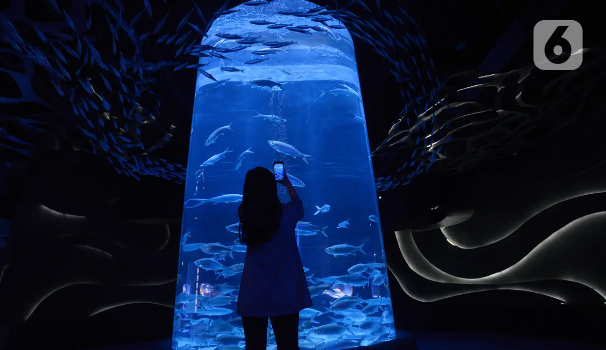 Pengunjung melihat satwa air yang ditampilkan di Jakarta Aquarium dan Safari, Jakarta, Rabu (27/1/2021). Jakarta Aquarium dan Safari (JAQS) memiliki satwa baru yang unik yaitu Naga Laut (Sea Dragons) dan Gurita Raksasa Giant Pacific Octopus (Enteroctopus Dofleini). (merdeka.com/Imam Buhori)