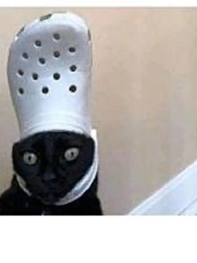 6 Potret Kucing Pakai Topi Ini Bikin Gemas, Lucu Banget
