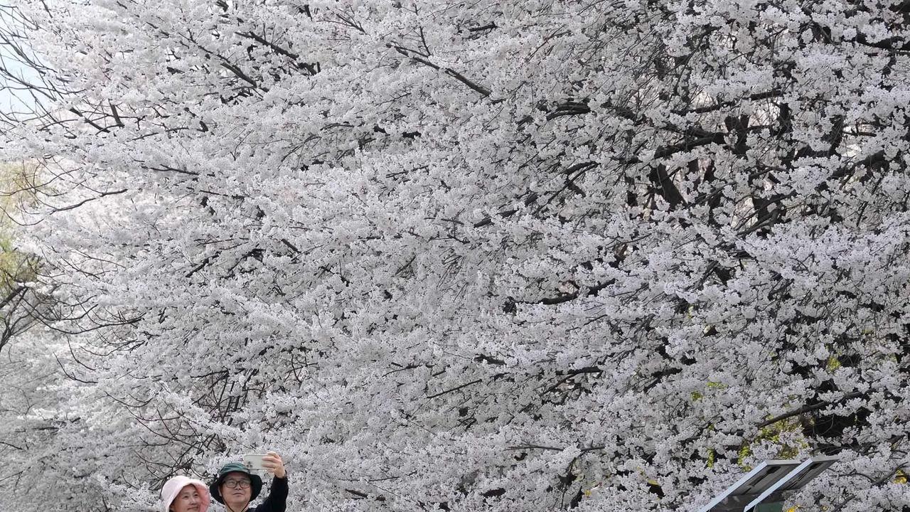 FOTO: Mekarnya Bunga Sakura Warnai Musim Semi di Seoul