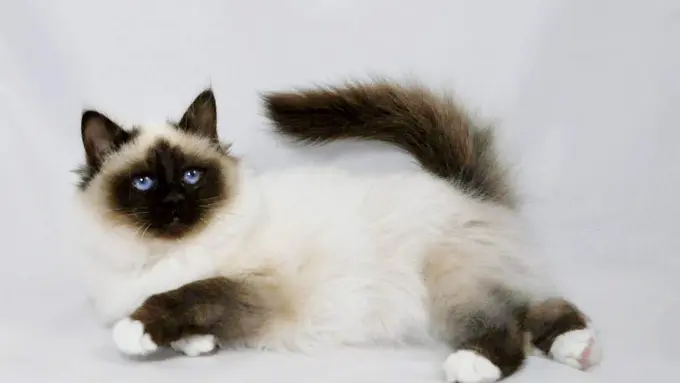 8 Cara Kucing Ungkapkan Cinta Kepadamu 