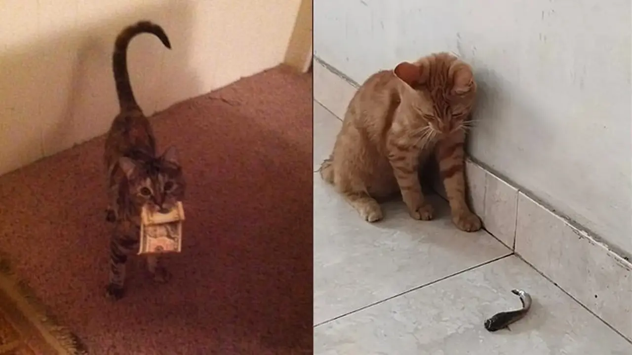 10 Potret Kucing Bawa Pulang Hadiah Untuk Majikan Ini Bikin Geleng Kepala