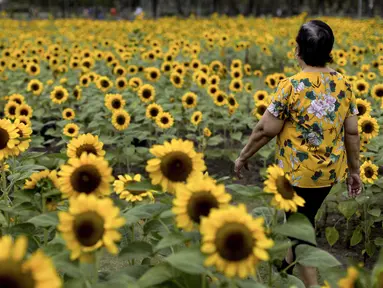 Seorang perempuan berjalan melalui ladang bunga matahari di Wachirabenchathat Park di Bangkok pada 20 Januari 2022. Bunga matahari yang bermekaran pada November hingga Januari menjadi daya tarik wisatawan. (Jack TAYLOR / AFP)