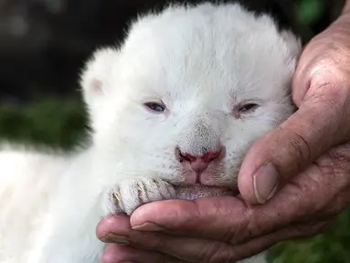 White King, anak singa putih pertama yang dilahirkan di Spanyol, diperkenalkan kepada media di Guillena World Park Reserve di kota Sevilla, Rabu (10/6/2020). Dilahirkan pada 31 Mei lalu, anak singa putih itu ditolak sang induk setelah pengalaman melahirkan yang traumatis. (CRISTINA QUICLER/AFP)