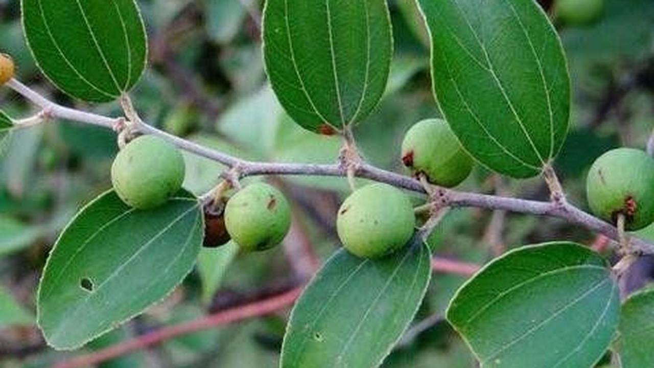 Mengenal Daun Bidara