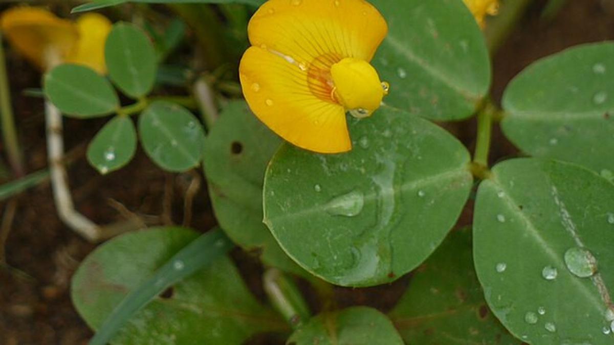6 Cara Mengolah Daun Kacang Tanah Jadi Lauk, Lezat dan Bergizi