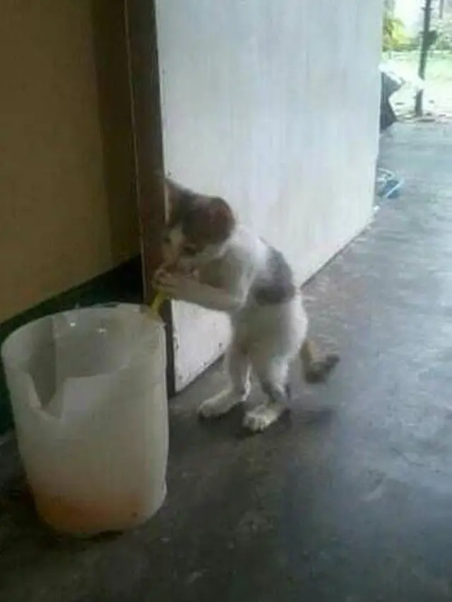6 Tingkah Lucu Kucing saat Minum Pakai Sedotan Ini Bikin Gemas